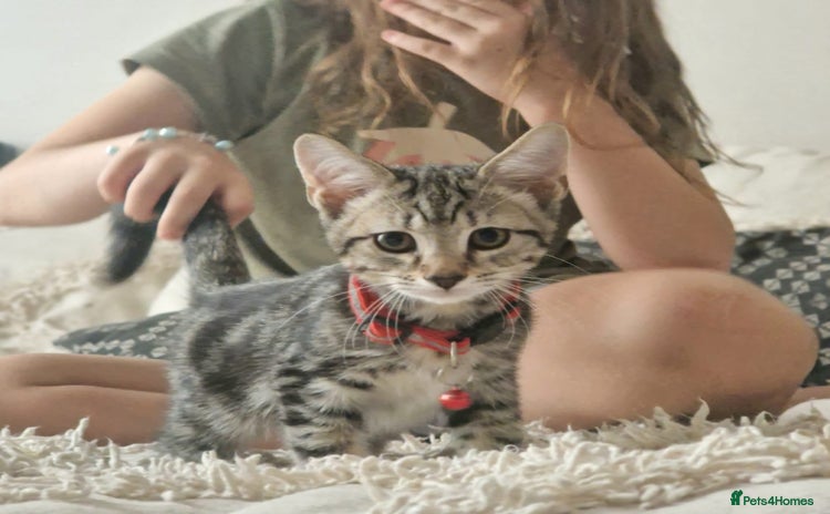Mixed Breed cats - Advert 13
