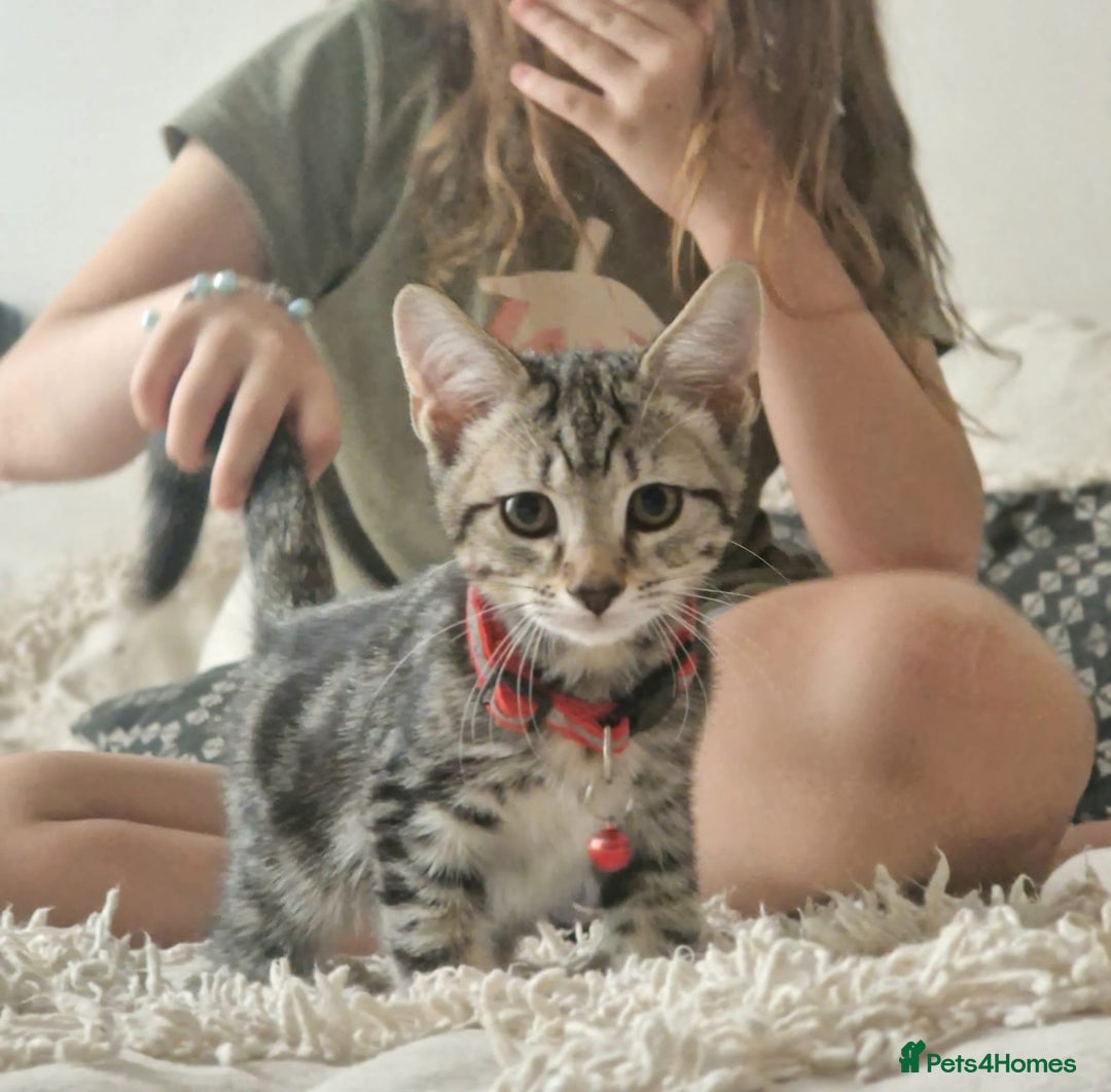 Mixed Breed cats for sale: Adorable kittens in London(SE18)😻💓😻 - Image 1