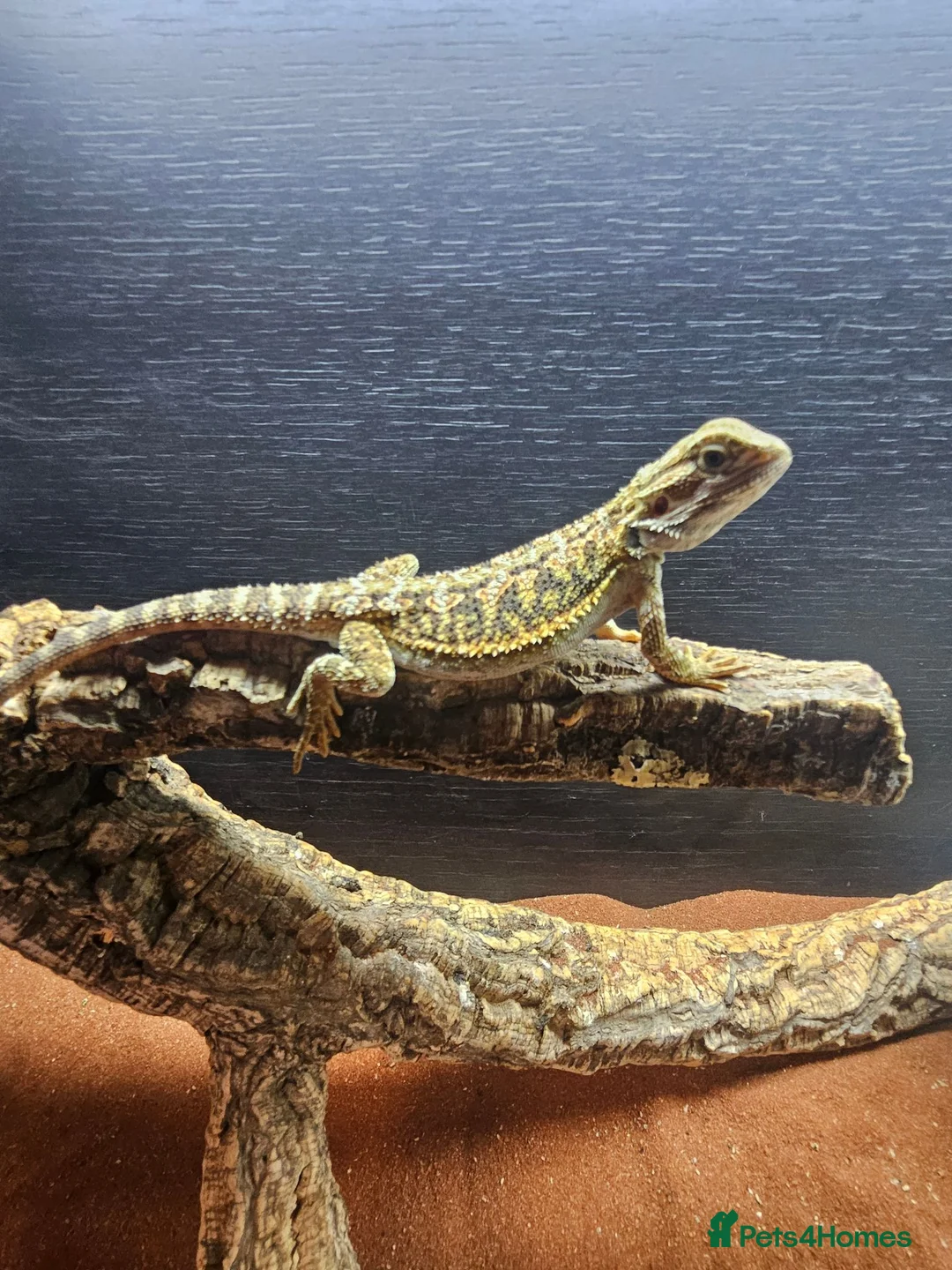 Dragon reptiles for sale: Baby bearded dragon for sale - Advert 2