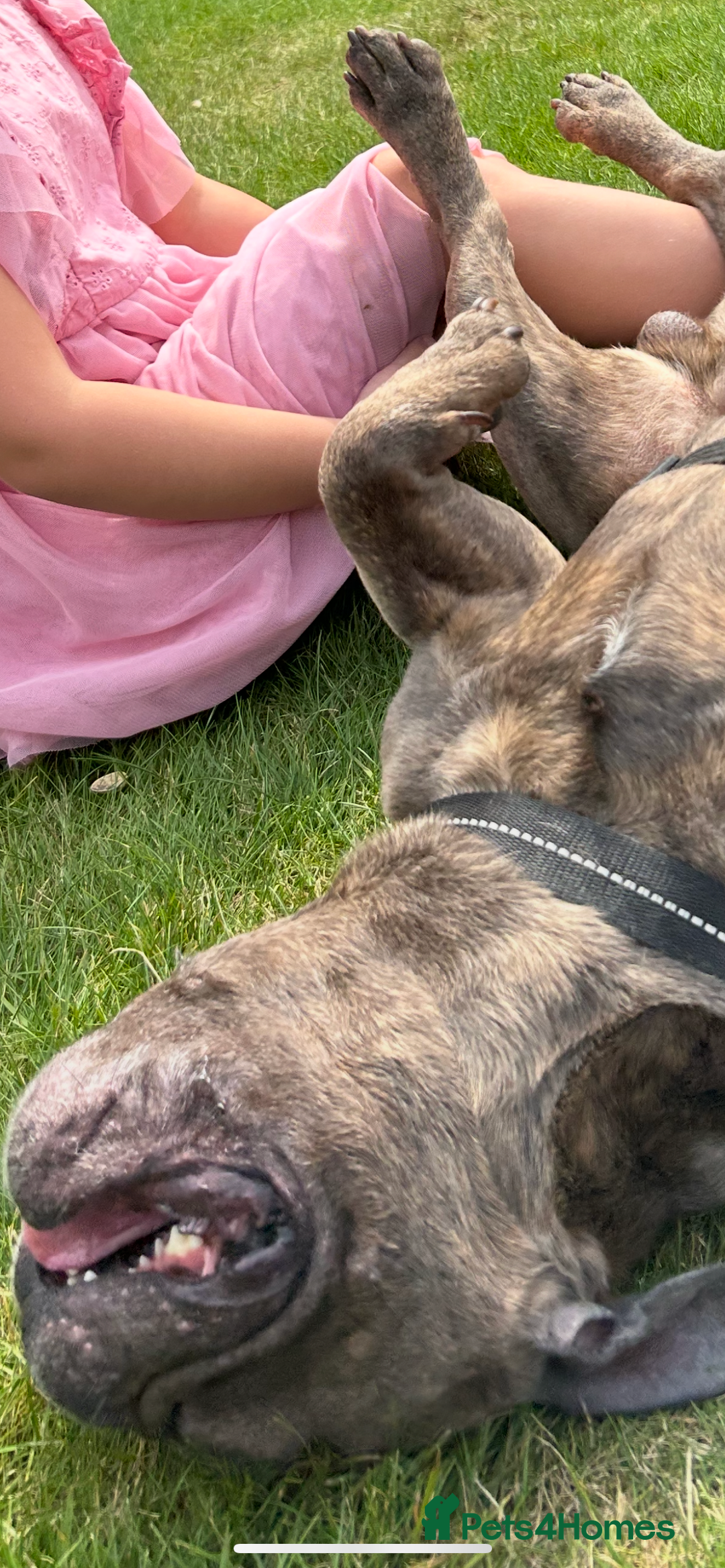 French Bulldog dogs for sale: Tyson  - Image 3