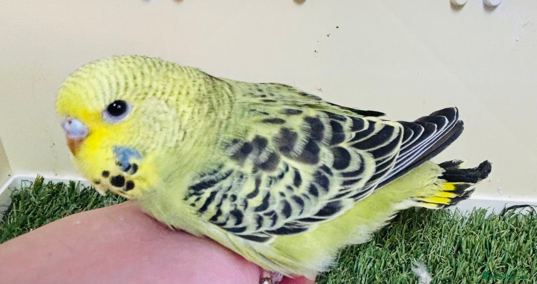 Budgerigars birds for sale: Beautiful baby budgies for sale  - Image 16