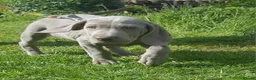 Mixed Breed dogs for sale: Labmaraners  in Kirriemuir - Advert 7