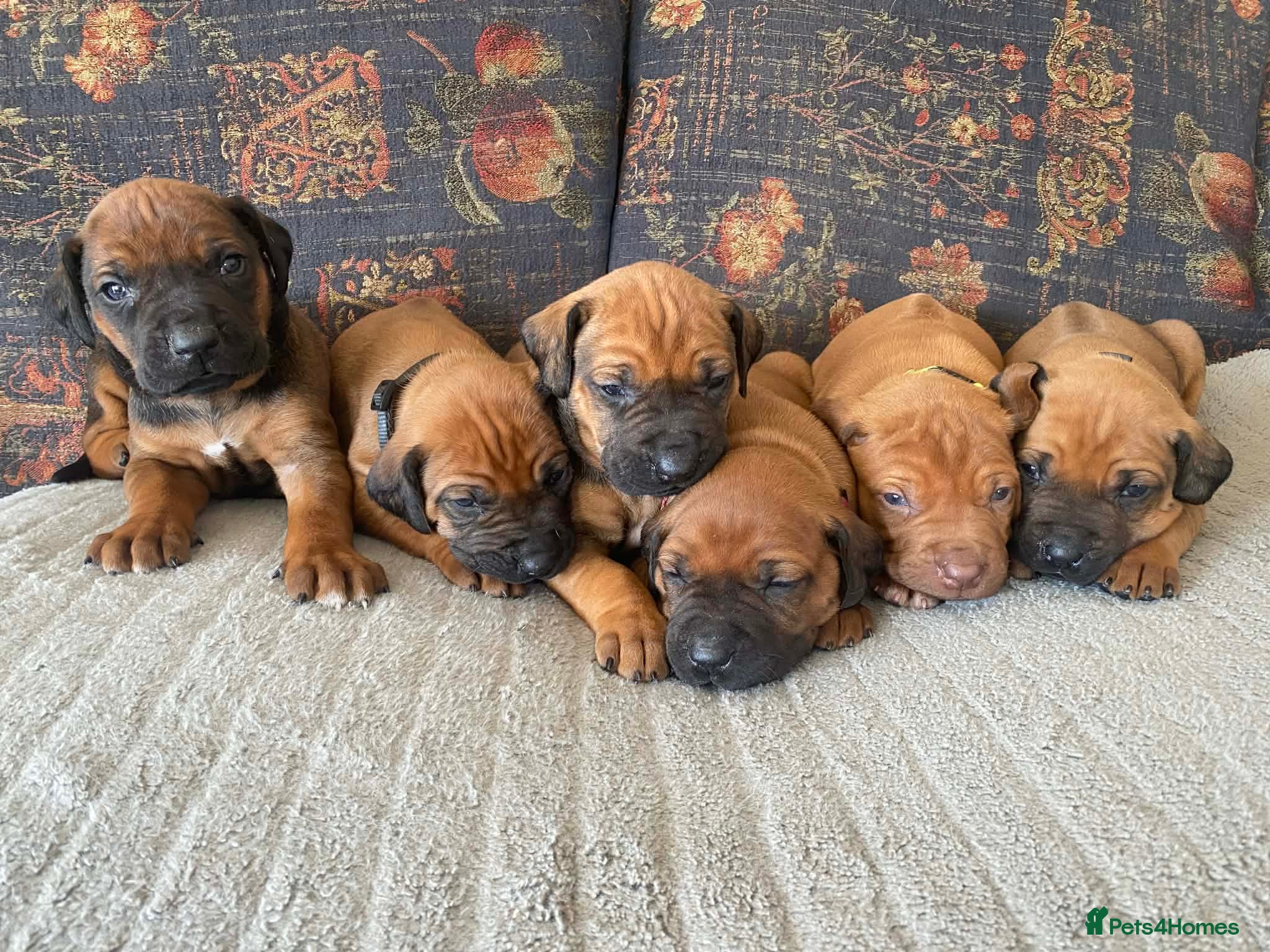 Rhodesian Ridgeback dogs KC reg Ridgeback puppies - Advert 1