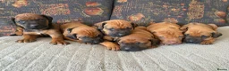 Rhodesian Ridgeback dogs for sale: KC reg Ridgeback puppies - Advert 7