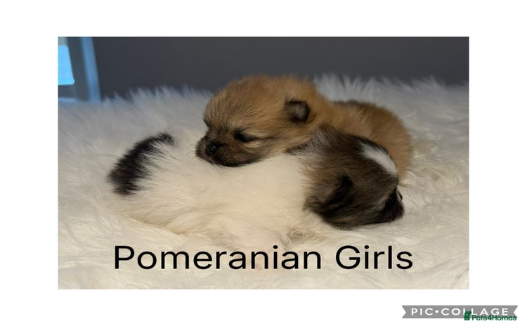 Pomeranian dogs - Advert 1