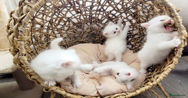 Siberian cats Siberian kittens are looking for a forever home🌹 - Advert 9