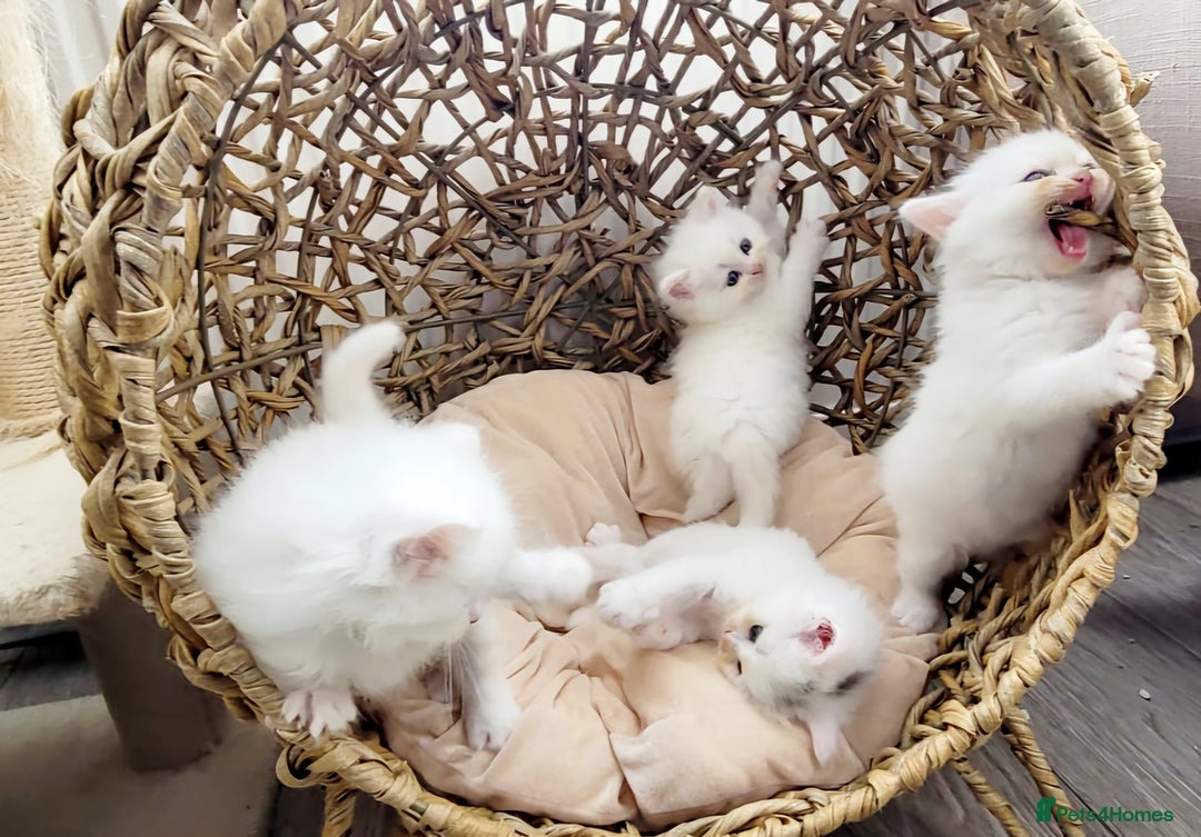 Siberian cats for sale: Siberian kittens are looking for a forever home🌹 - Image 2