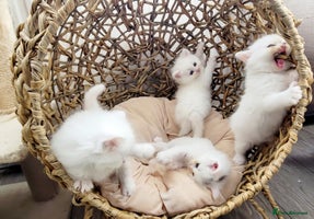 Siberian cats Siberian kittens are looking for a forever home🌹 - Advert 1