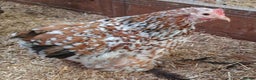 Chickens poultry for sale: Pekin Bantam, Laced Wyandotte Bantam & Polish Hens - Advert 4