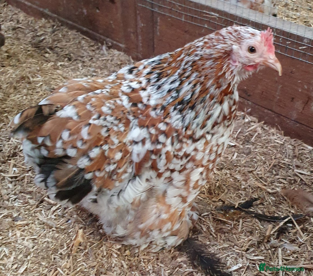 Chickens poultry for sale: Pekin Bantam, Laced Wyandotte Bantam & Polish Hens - Advert 4