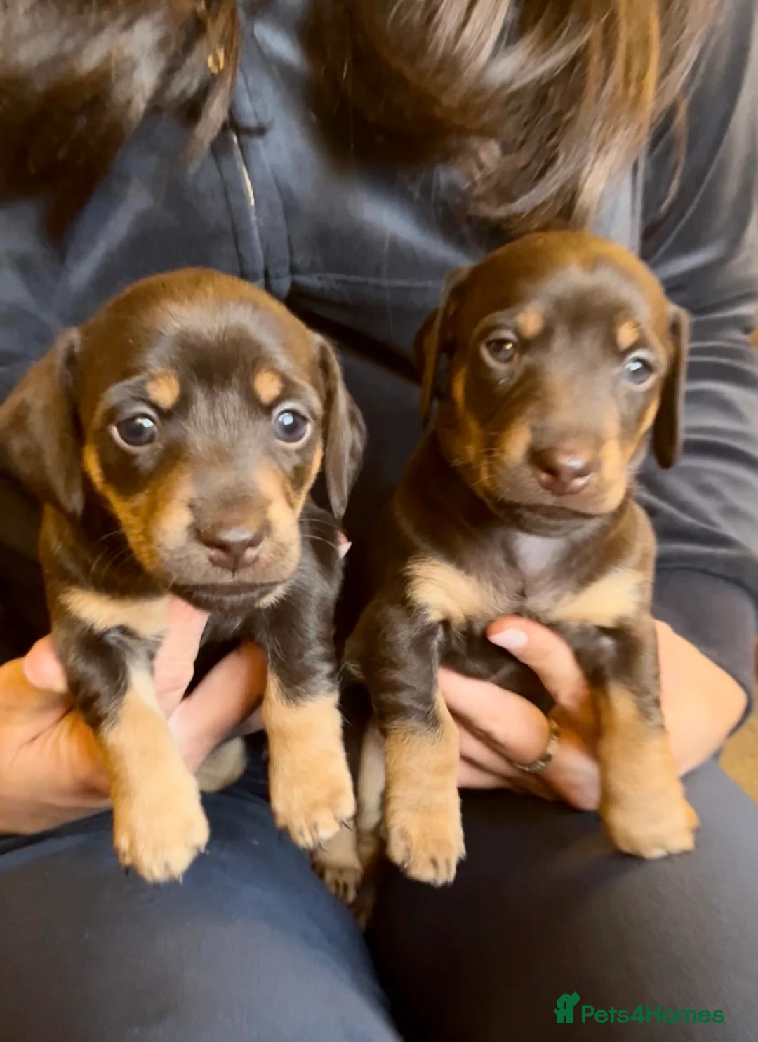 Jackshund dogs for sale: Stunning Homebred Miniature Jackshunds - Advert 7