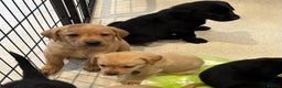 Labrador Retriever dogs for sale: Beautiful Labrador Puppies - Advert 3