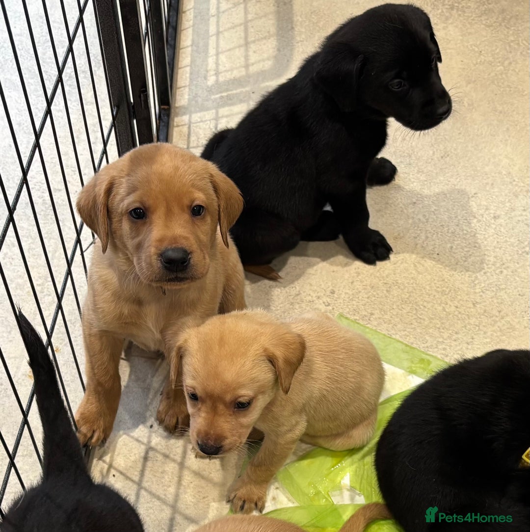 Labrador Retriever dogs for sale: Beautiful Labrador Puppies - Advert 3