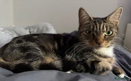 British Longhair cats for sale: Beautiful female kitten (ready now) - Image 14