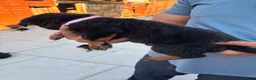 Rottweiler dogs for sale: Fazal  - Advert 15