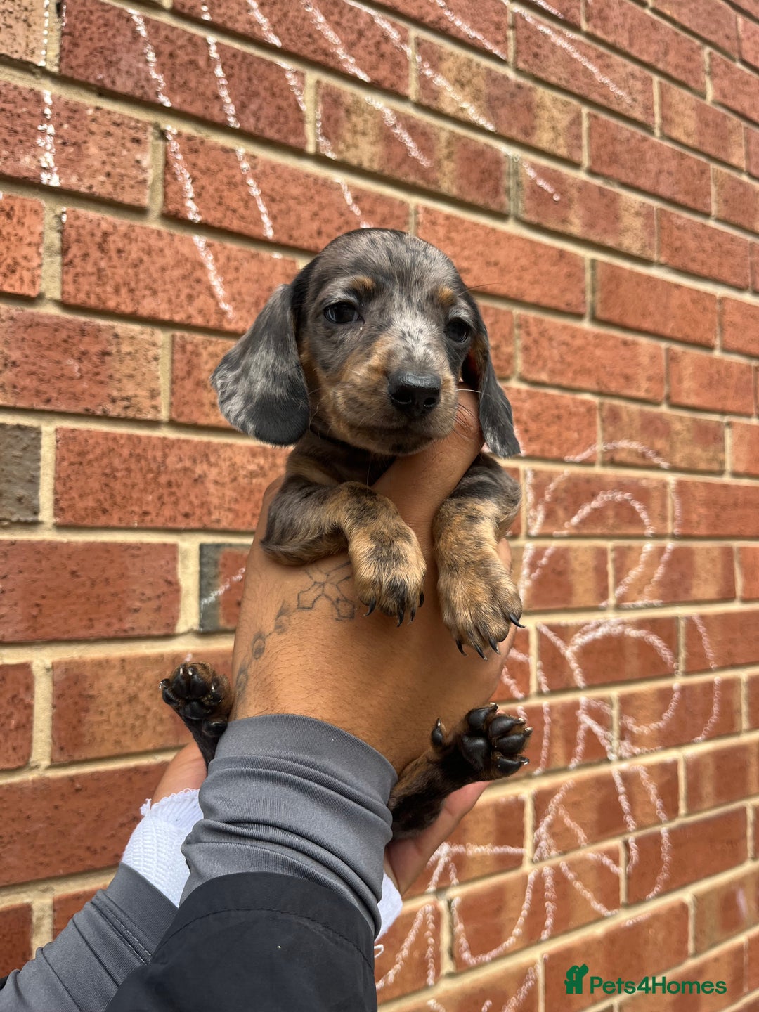 Miniature Dachshund dogs for sale: Miniature dachshunds  - Image 16