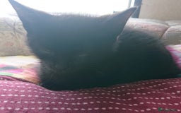 Mixed Breed cats for sale: Beautiful kittens for sale - Image 6