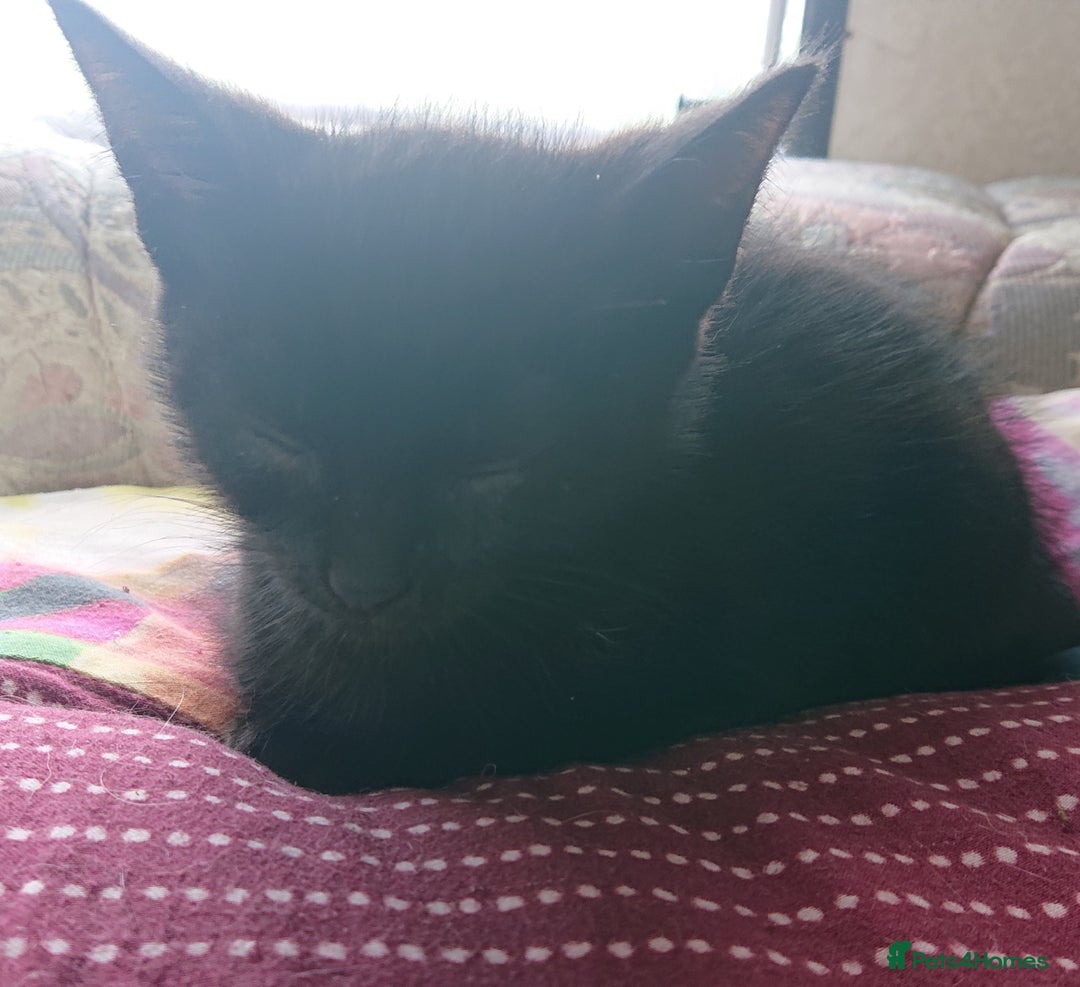 Mixed Breed cats for sale: Beautiful kittens for sale - Image 6
