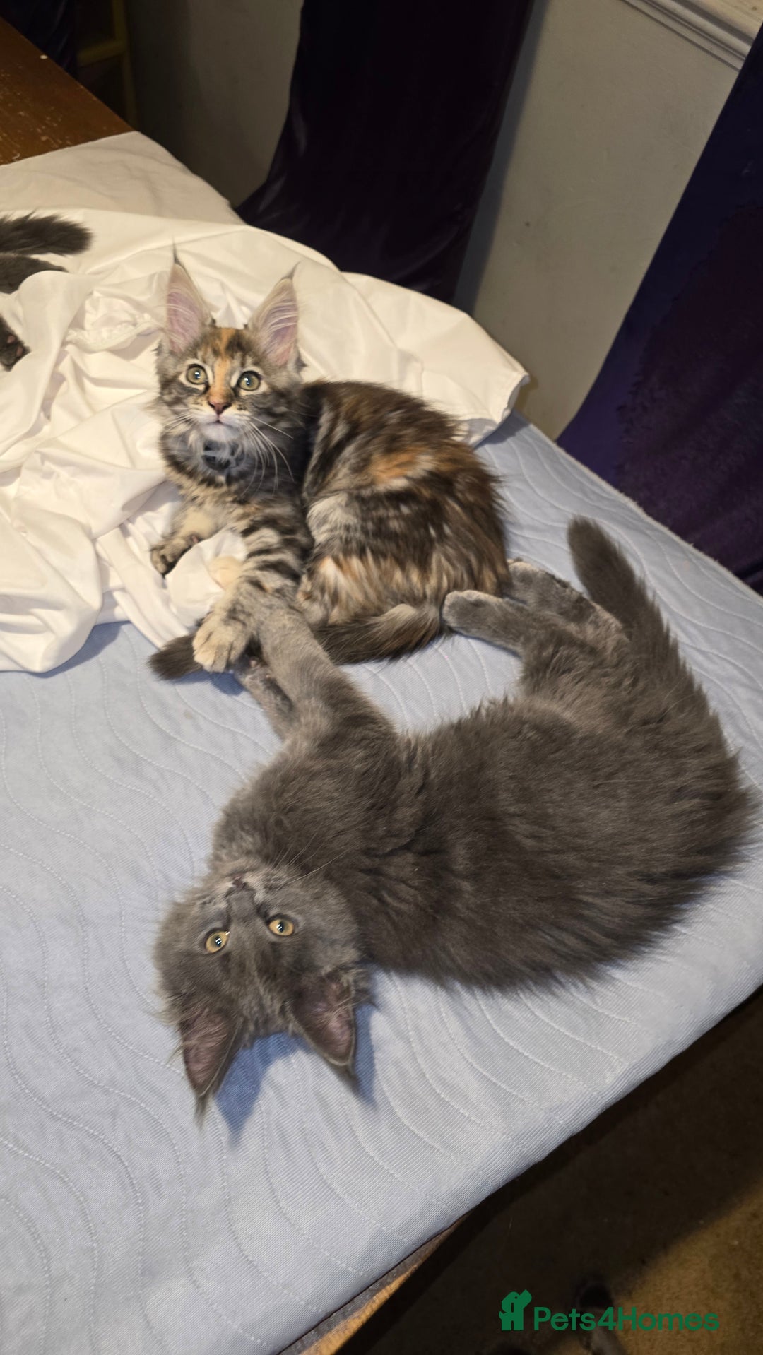 Maine Coon cats for sale: 5 beautiful maine coon ready to go - Advert 8