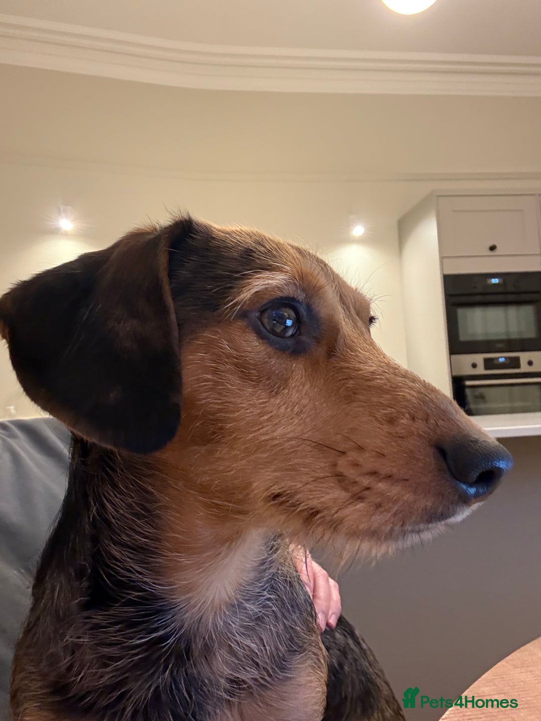 Mixed Breed dogs for sale: Bentley looking for a loving home - Advert 4