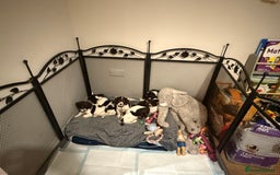 Cocker Spaniel dogs for sale: Cocker spaniel puppies ready for forever home - Advert 25