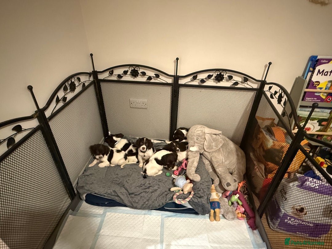 Cocker Spaniel dogs for sale: Cocker spaniel puppies ready for forever home - Advert 25