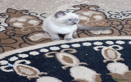 Ragdoll cats for sale: Warwick house central avenue M192ff - Image 11