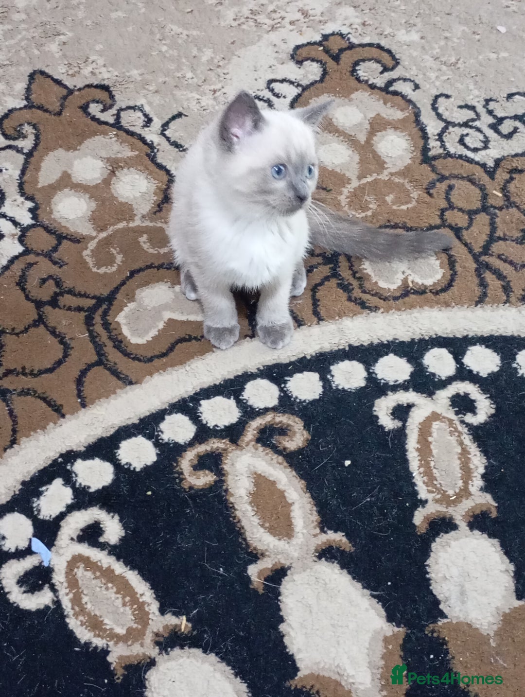Ragdoll cats for sale: Warwick house central avenue M192ff - Image 11