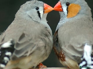 Finches birds - Advert 10