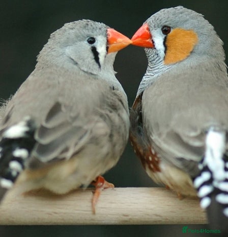 Finches birds - Advert 9