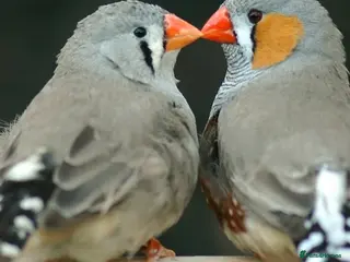 Finches birds £10 each finch - Advert 12