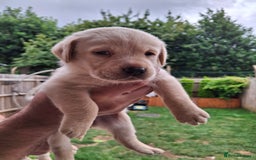 Labrador Retriever dogs for sale: six boys and six girls - Image 7