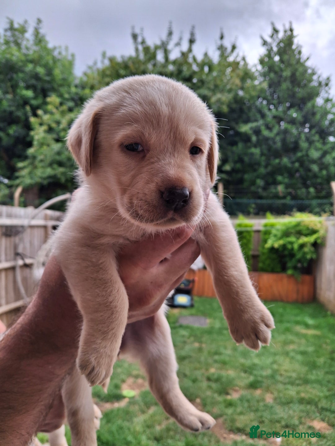 Labrador Retriever dogs for sale: six boys and six girls - Image 7