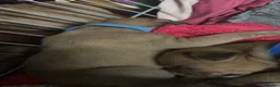 Mixed Breed dogs for sale: 8 Mastiff x Staffy pups for sale in Dumfries - Advert 5