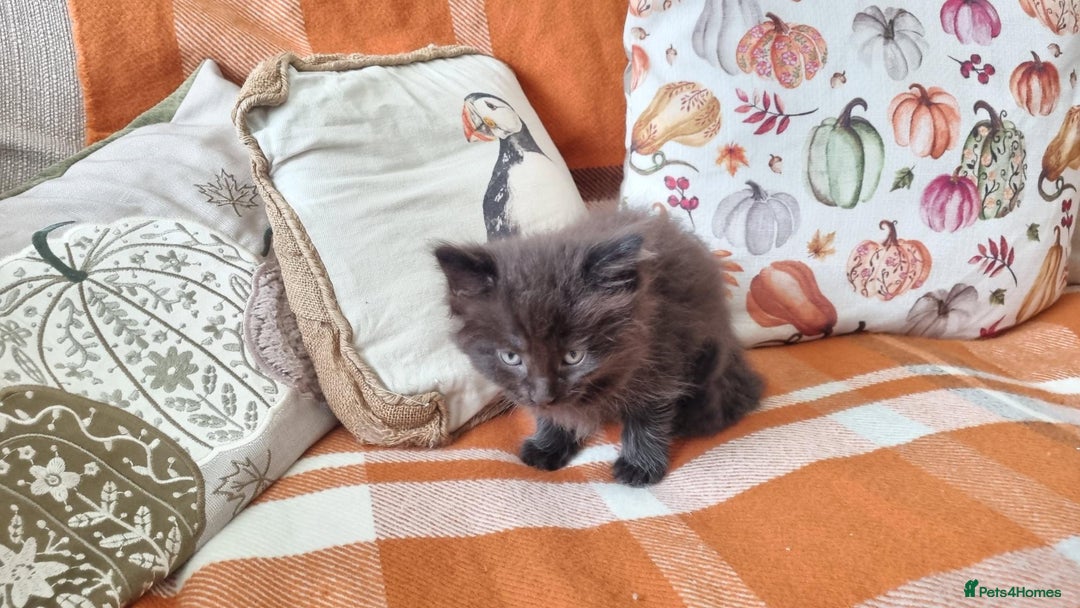 Mixed Breed cats for sale: Gorgeous Large Maine Coon Cross Kittens - Image 5