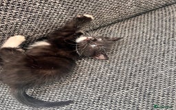 Turkish Van cats for sale: Kittens Turkish Van  - Image 2