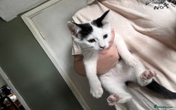 Mixed Breed cats for sale: Kittens for sale - Image 3
