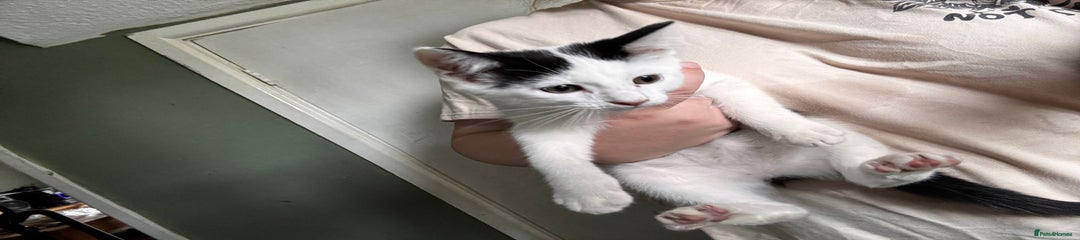 Mixed Breed Kitten 2