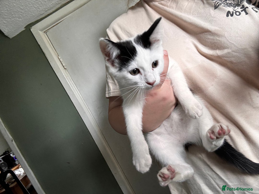 Mixed Breed cats for sale: Kittens for sale - Image 3