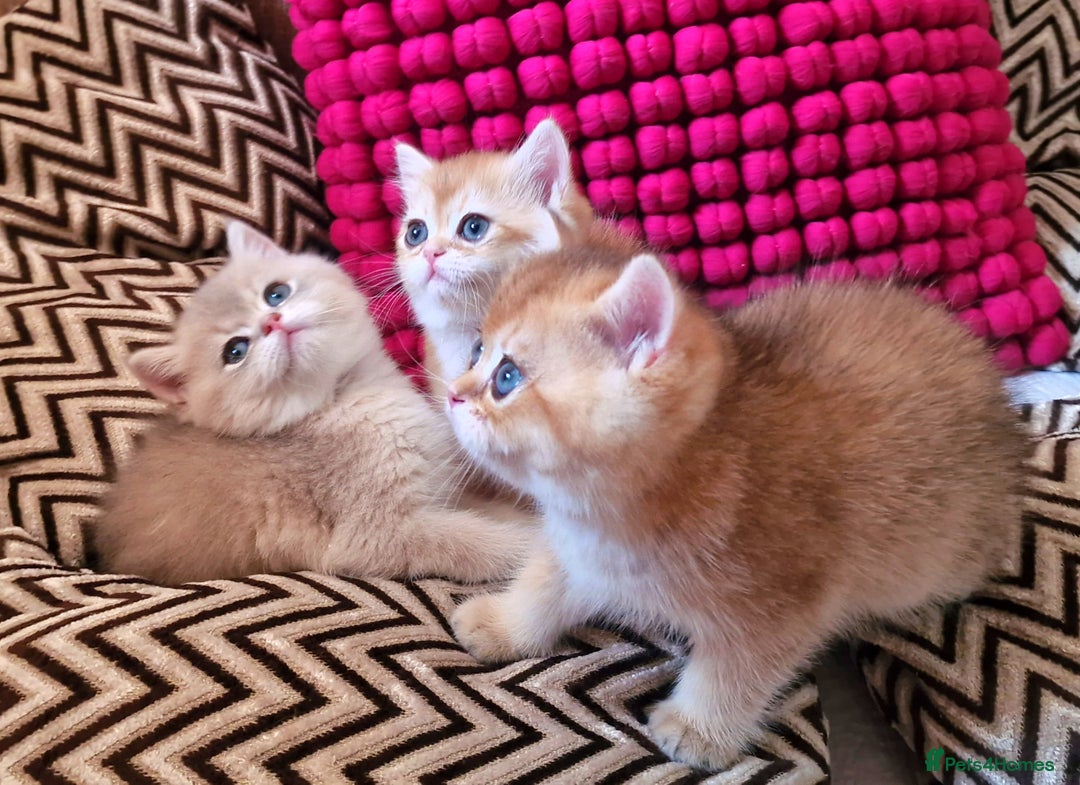 British Shorthair cats for sale: GOLDEN BRITISH SHORTHAIR KITTENS TICA  - Image 29