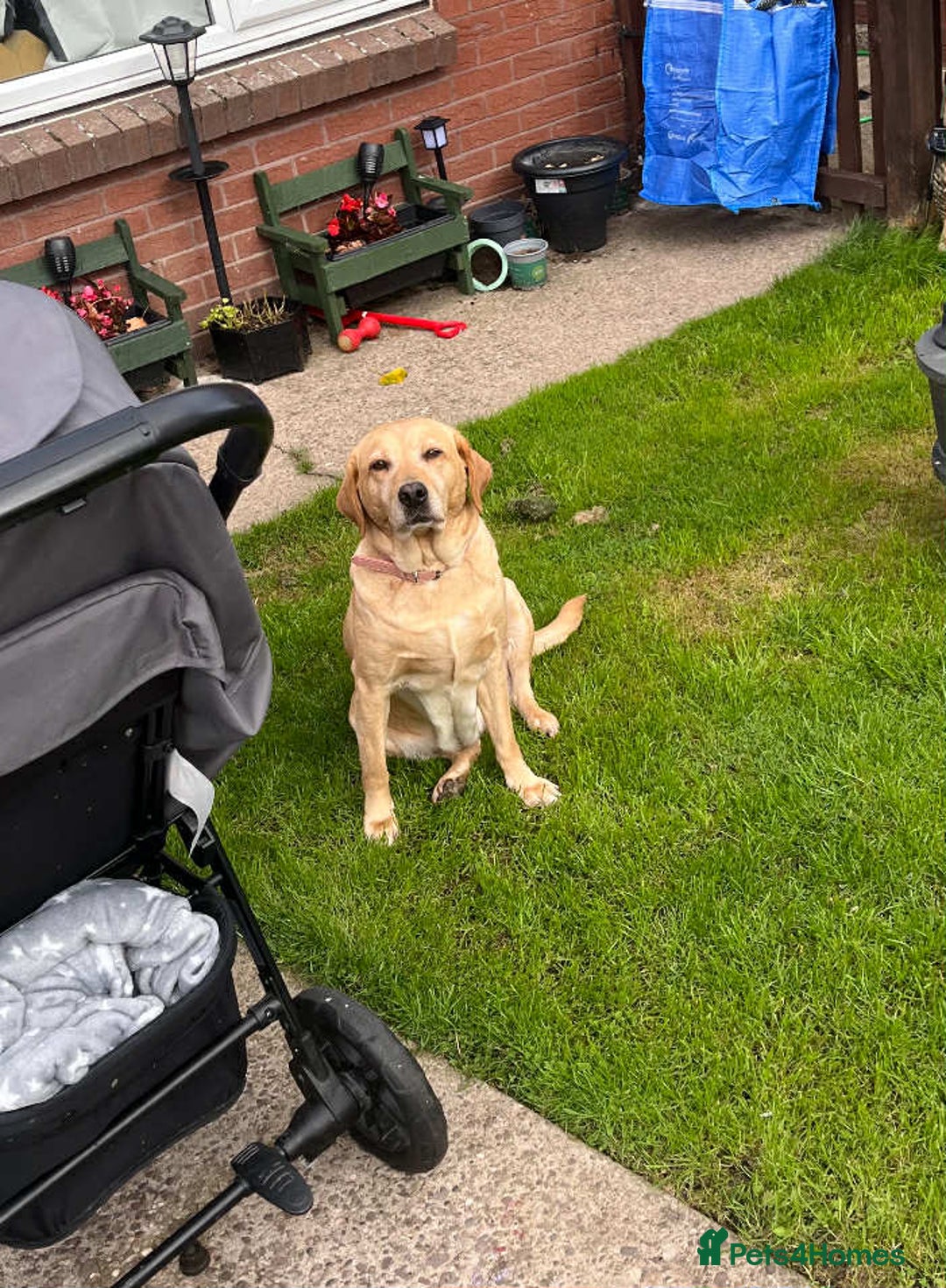 Mixed Breed dogs for sale: 4 cute Labrador x Doberman boy puppies available - Image 8