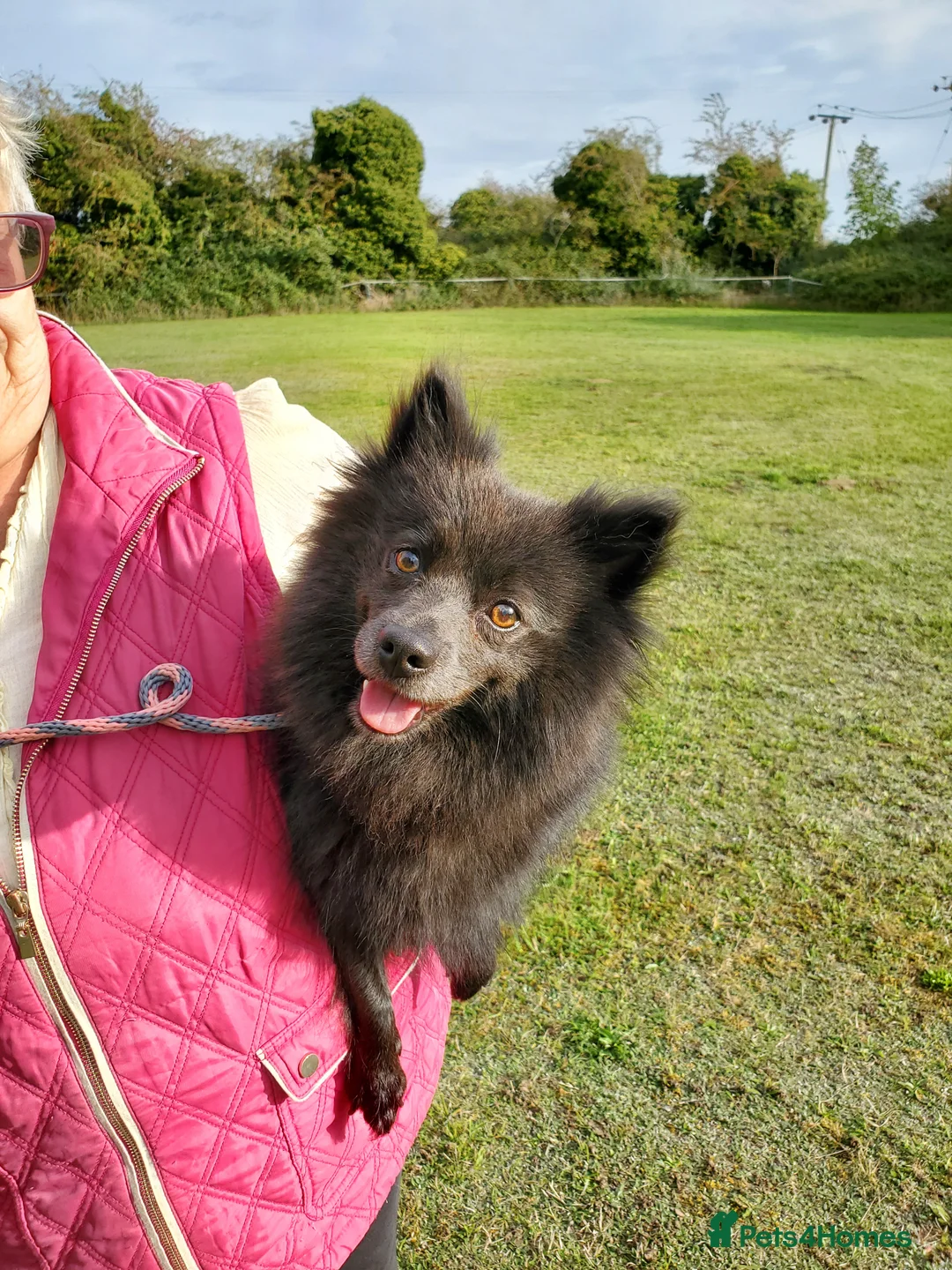 German Spitz dogs for sale: Beautiful Bluey Looking for Loving Home - Advert 9