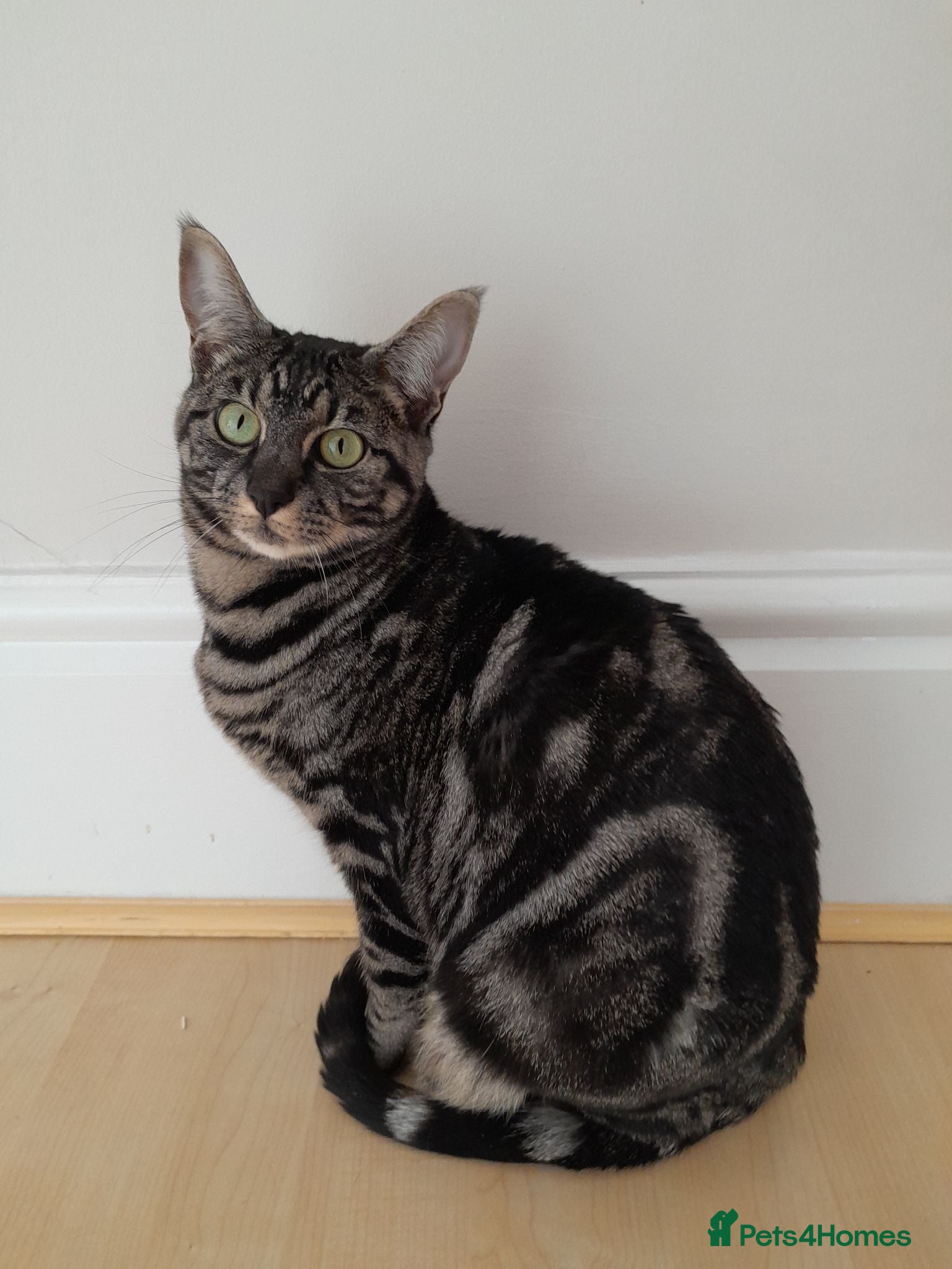 Savannah cats TICA Reg F4 Silver & Black Marbled Savannah  - Advert 2