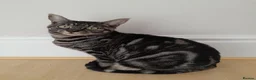Savannah cats for sale: TICA Reg F4 Silver & Black Marbled Savannah  - Advert 1