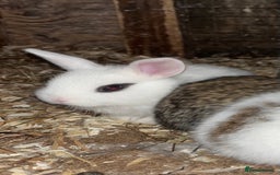 French Lop rabbits for sale: Beautiful Lop bunnies  - Image 6