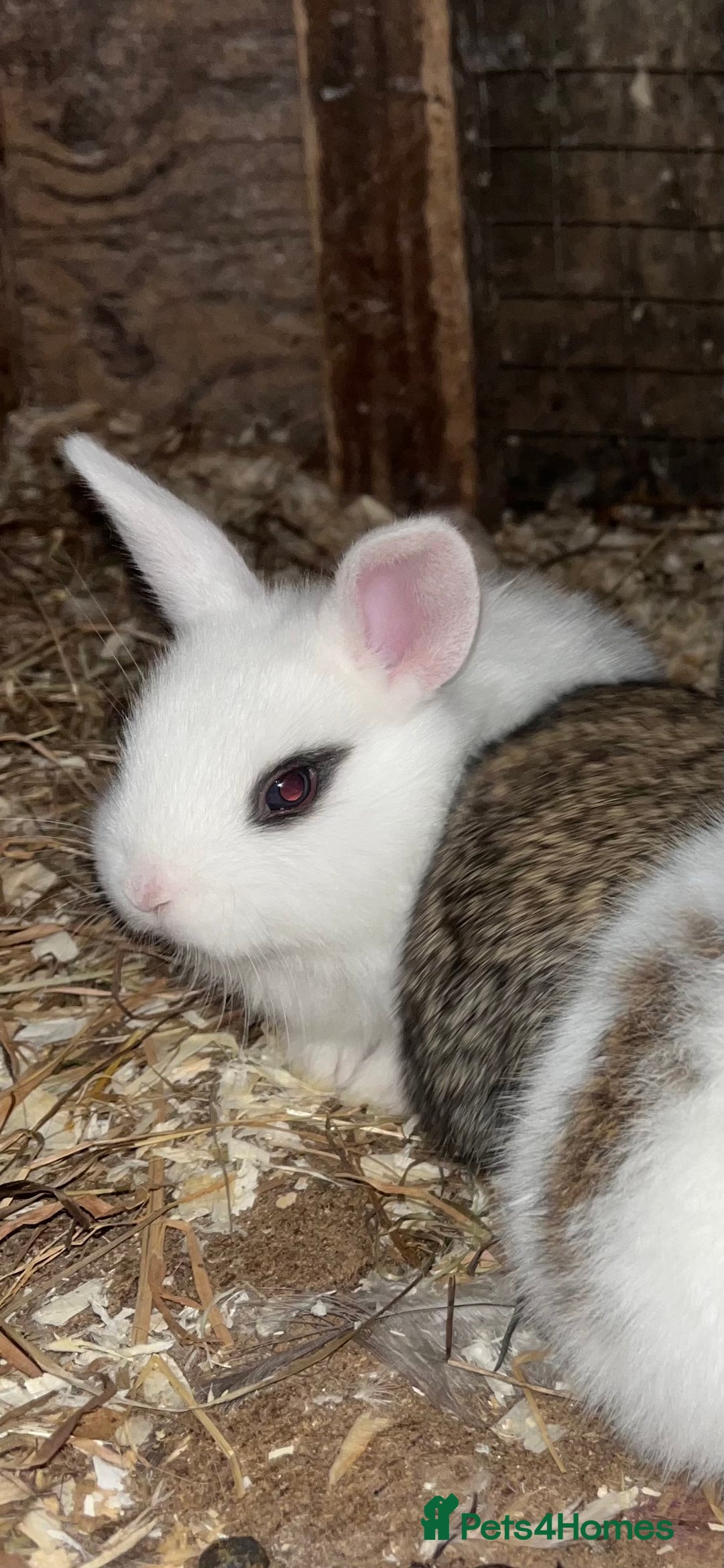 French Lop rabbits for sale: Beautiful Lop bunnies  - Image 6
