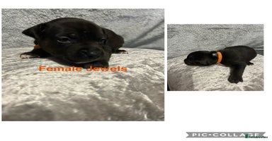 Mixed Breed dogs Beautiful pups  - Advert 4