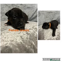Mixed Breed dogs Beautiful pups - Advert 4