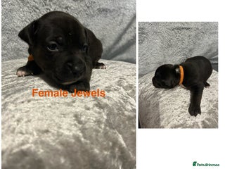 Mixed Breed dogs Beautiful pups - Advert 2