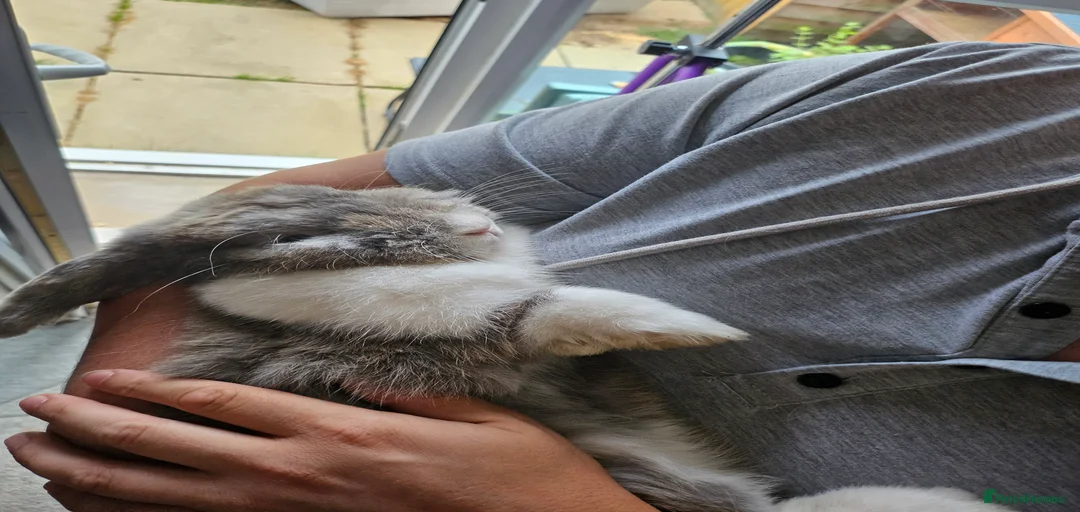 Gallery Image {{count}}